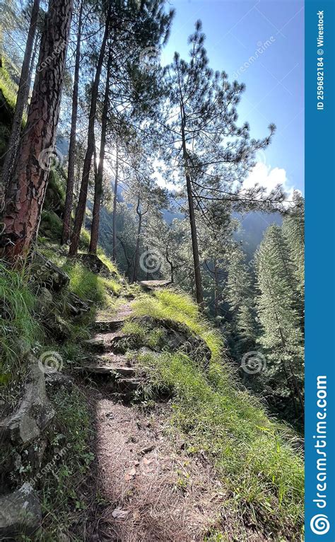 Beautiful Forest With Pine Trees And Clouds In The Distance Stock Photo