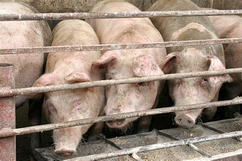 550 Pigs Trough Stock Photos Pictures And Royalty Free Images Istock