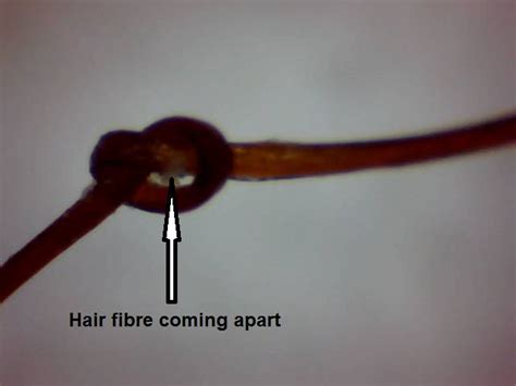 Hair Under The Microscope Knots And Splits Can You Fix Them