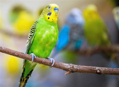 Melopsittacus undulatus) gehört zu den beliebtesten haustieren in deutschland und kommt ursprünglich aus australien, wo er in großen schwärmen das offene gelände bewohnt. Wellensittich kaufen - Alles zur Anschaffung | ZooRoyal ...