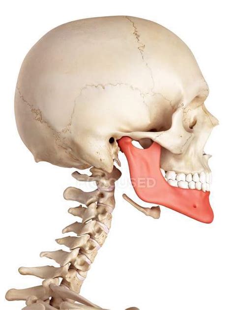 Human Anatomy Jaw