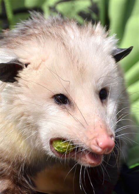 Opossum Focusing On Wildlife Baby Possum Funny Animals Cute
