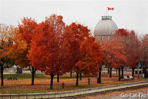Red maple trees show their bold fall colours in Montreal, Canada | Go ...