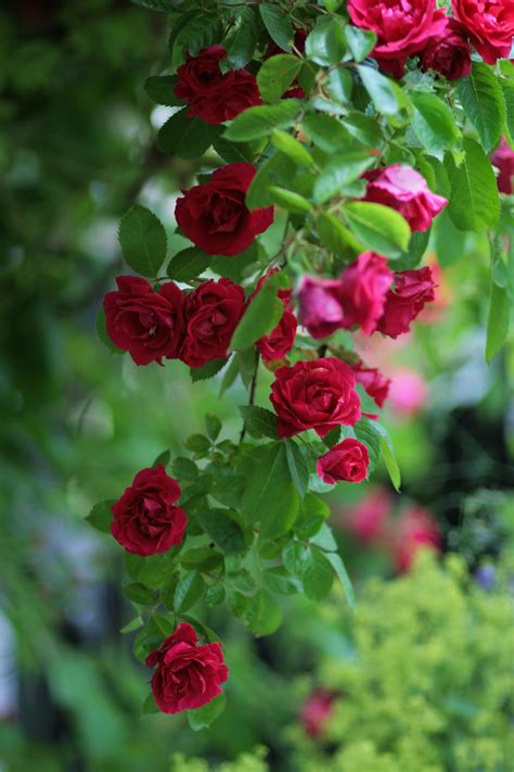 A Rose Vine Unknown Beautiful Flowers Photos Beautiful Flowers