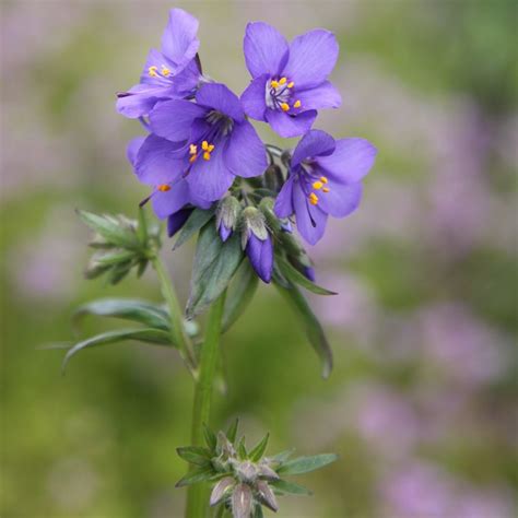 Photo by christopher david benda. Buy Jacobs ladder Polemonium caeruleum: £6.99 Delivery by ...