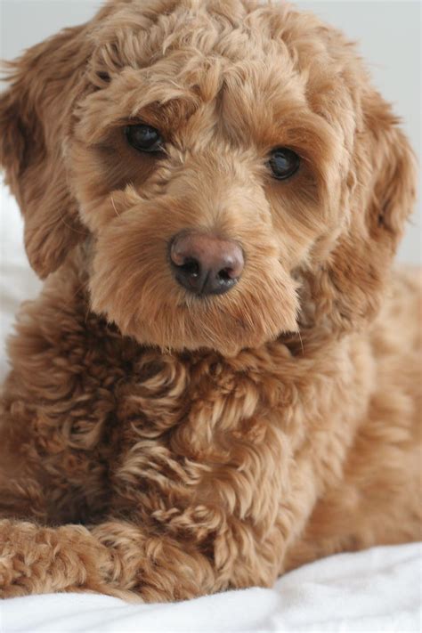 Scout Apricot Cockapoo At Seven Months Old Labradoodles Hd Phone
