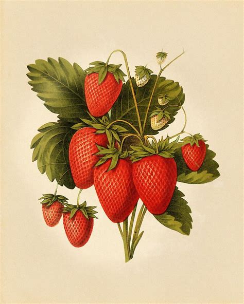 Vintage Strawberries Mixed Media By Pati Photography Botanical Illustration Vintage Fruit