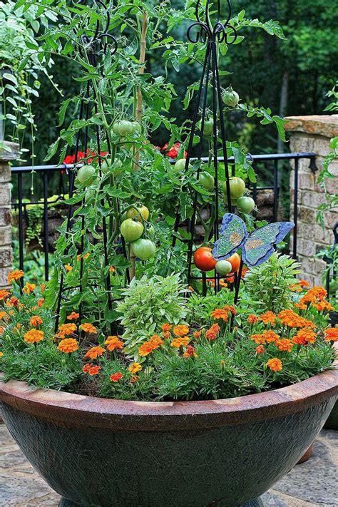 Marigolds And Basil Surrounding Tomato Plants Container Gardening