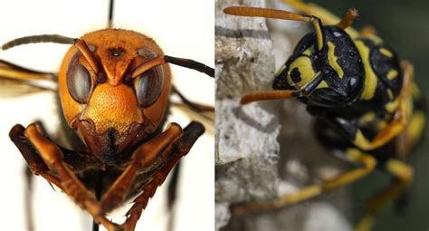 How To Differentiate The Asian Killer Wasp From Normal Wasps Hornet
