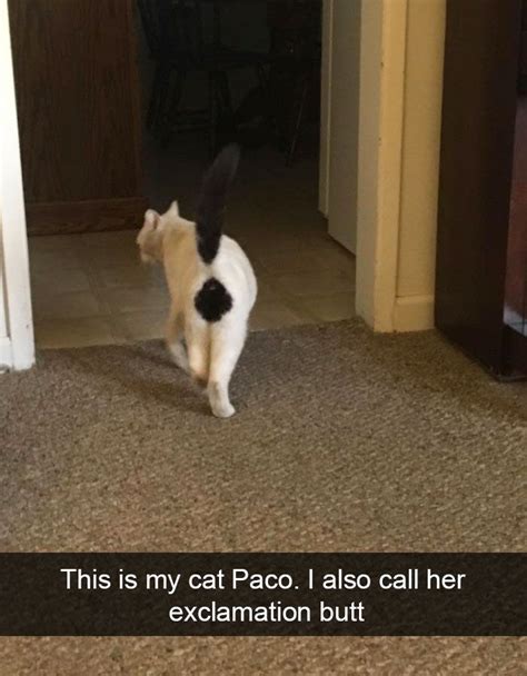 Hilarious Cat Snapchats Funny Animal Memes Funny Animal