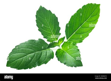 Rama Tulsi Leaves Ocimum Tenuiflorum Foliage Isolated Stock Photo Alamy