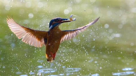 Blue Brown Kingfisher Bird Is Flying Above From Water With Fish On