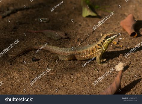 Portrait Cuban Curlytail Lizard Leiocephalus Cubensis Stock Photo