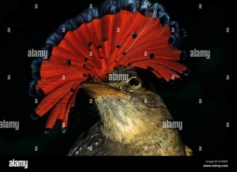 Royal Flycatcher Hi Res Stock Photography And Images Alamy