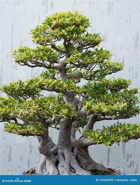 Traditional Bonsai Tree Japanese Art Form Using Trees Grown In