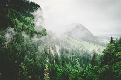 🥇 Image Of Nature Forests Trees Slope Fog Green White Free Photo