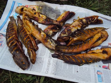 Check spelling or type a new query. Balik Kampung..Salai Ikan Keli... ~ SURIA AMANDA