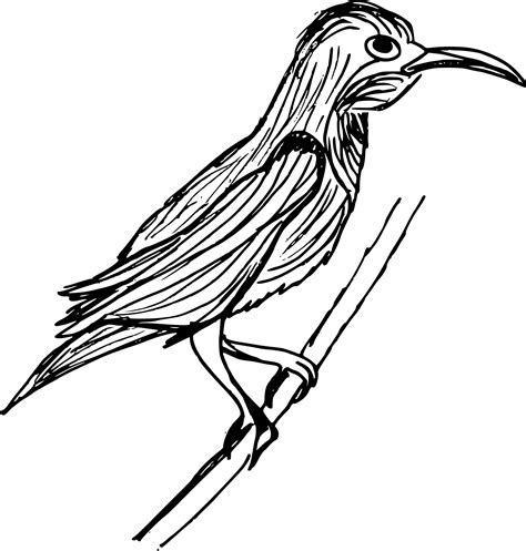 8 Bird Drawing Png Transparent