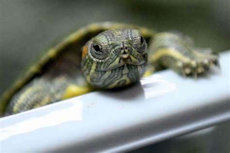 Small Turtles Breeds Mini Pet Turtle That Stay Small Smallest