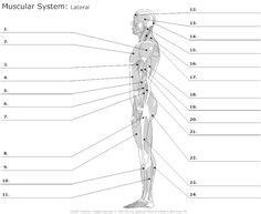Anterior Muscles Unlabeled | Homeschool~Science | Pinterest