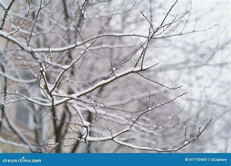Tree Branches Covered With Snow After Snowfall Stock Photo Image Of