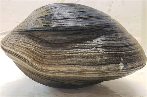 Look Quahog Clam Found Off Florida Coast Believed To Be 214 Years Old
