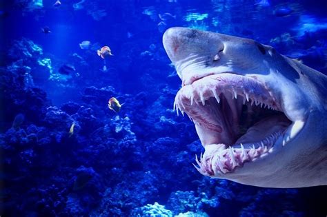 5 Of The Deadliest Sea Creatures Stemjobs