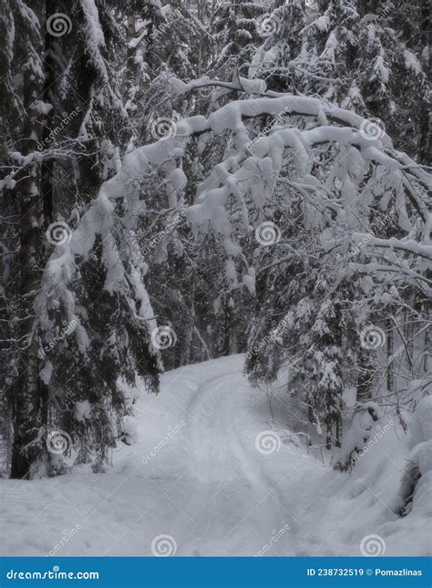 Road In The Forest Winter After Snowfall Stock Image Image Of