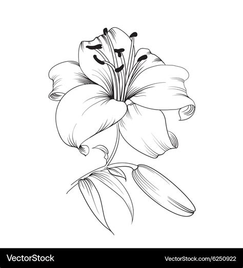 Blooming Lily Royalty Free Vector Image Vectorstock