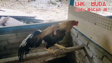 Koleksi Pembaka Ayam Ratu Di Mhs Lhk Farm K Terengganu Youtube