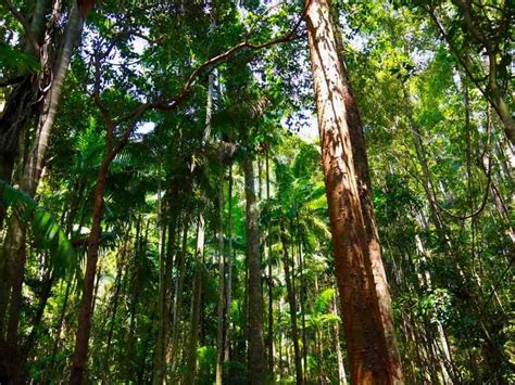 Fraser Island Rainforest Trees Sand Dunes And Beaches