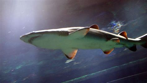 The Shark Encounter At Seaworld Orlando Youtube