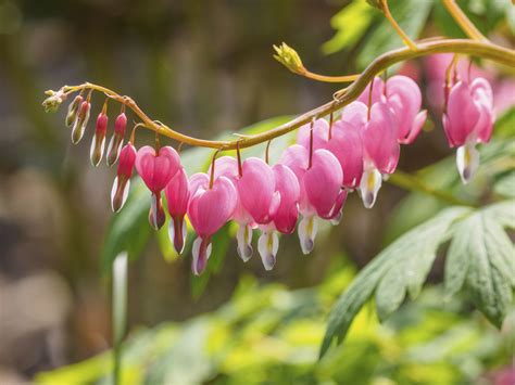 We did not find results for: Growing Bleeding Hearts: How To Care For A Bleeding Heart ...