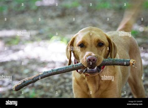 A Cheeky Pet Dog Carrying A Stick In Its Mouth During A Dog Walk