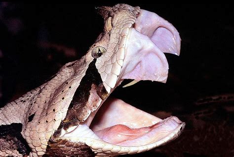 Which Snake Has The Longest Fangs And The Highest Venom Yield In The World WorldAtlas Com