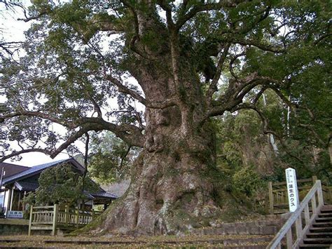 A banyan tree is a fig that starts as its seed will usually sprout in a crevice of a host plant. The Oriental Lion, The World's Largest Redwood Sculpture ...