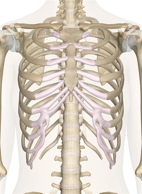 Chest Bone Diagram