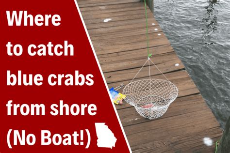 The Best Spots To Go Crabbing In Georgia And Catch Shrimp Crabbing Hub
