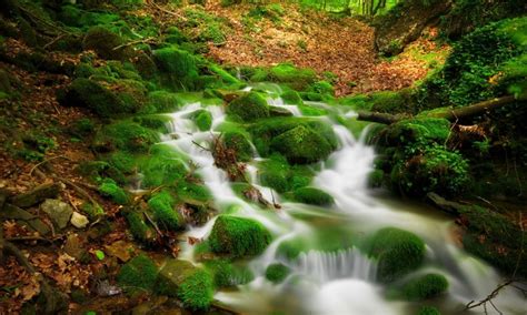 Forest Stream Clear Water Rock Covered With Green Moss Fallen Autumn