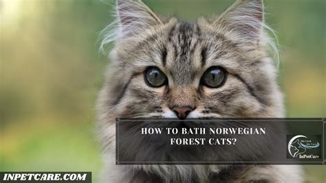 Are Norwegian Forest Cats Hypoallergenic Inpetcare