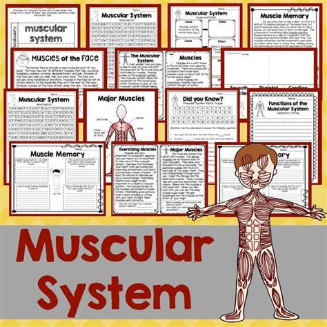 Muscular System Resources Can Be Difficult To Find But Not Anymore