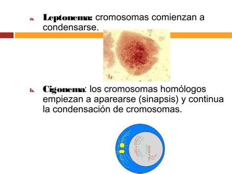 Teoría Cromosomica De La Herencia Mitosis Y Meiosis
