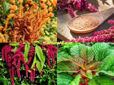 Growing Amaranth And Why Youll Want To Gardensall