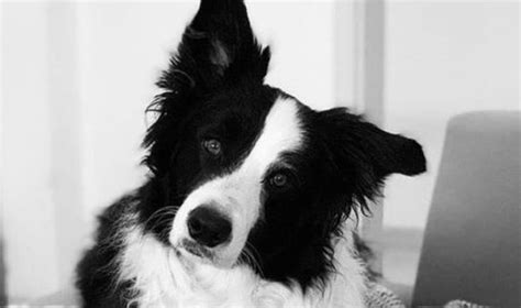 14 Enjoyable Facts About Collies The Dogman