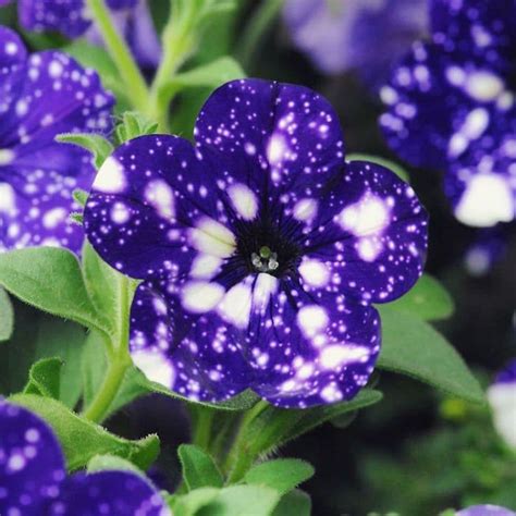 Purple Night Sky Galaxy Flowers Need To Be Planted In Your Yard