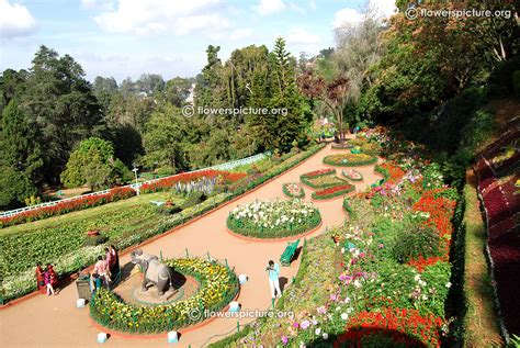 Ooty Flower Show 2015 Photos Gallery