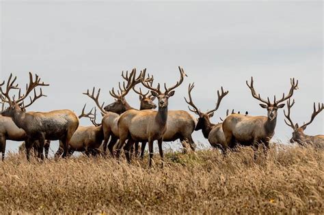 15 Best Places For Viewing Wildlife In California