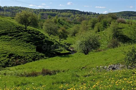 Green Ravine In Sweden Stock Photo Image Of Forest Natural 54924924