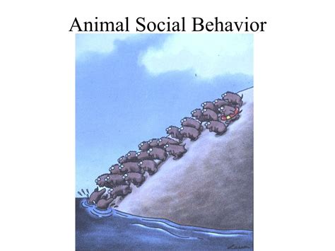 Ppt Animal Social Behavior Powerpoint Presentation Free Download