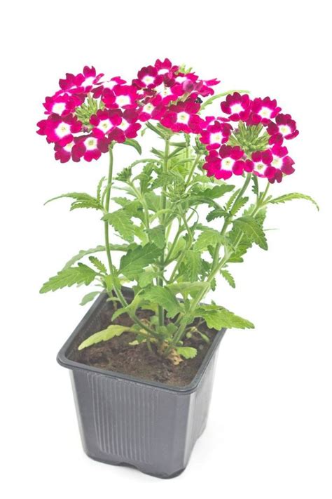 Growing Verbena From Seed How And When To Plant Verbena Seeds